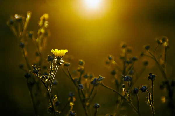 Gele wild flower in zonsondergang — Stockfoto