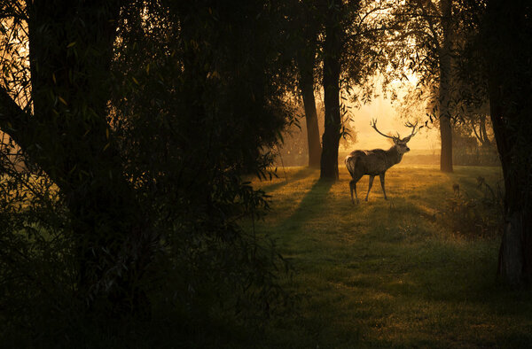 Beautiful deer in the forest with amazing lights at morning in October