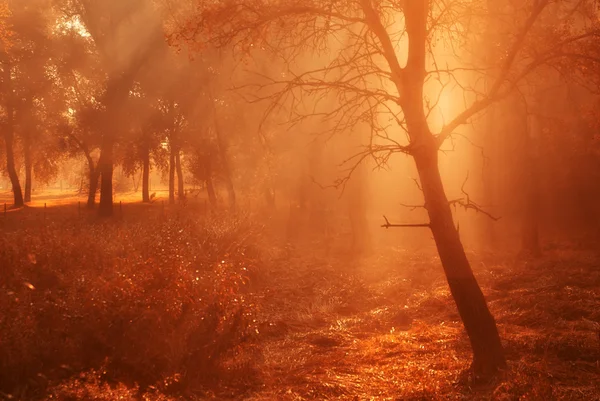 Morgon ljus i skogen — Stockfoto