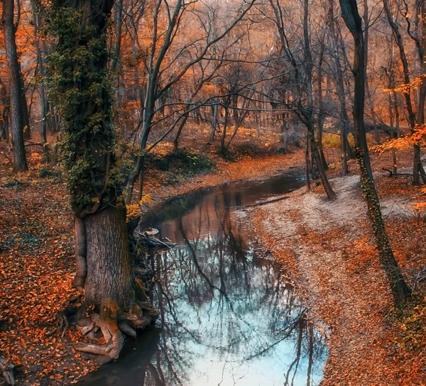 Güzel nehir ve orman manzarası