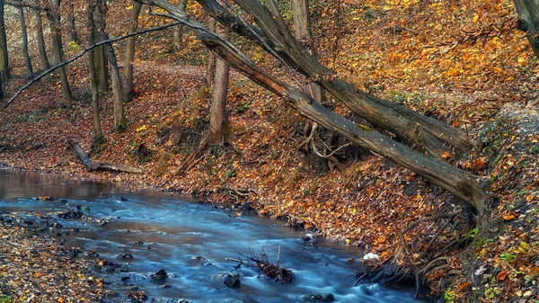 Hermoso bosque de otoño y río en Noruega —  Fotos de Stock
