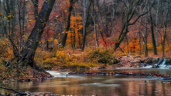 Vacker flod i skogen — Stockfoto