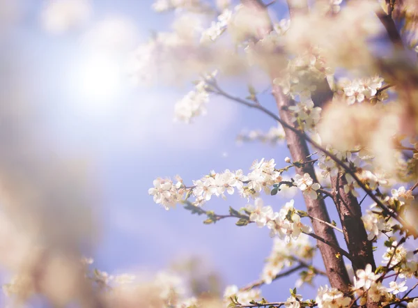 春に白い木の花 — ストック写真