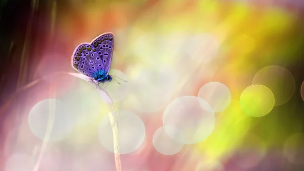 Schöne Schmetterling deam Bild — Stockfoto