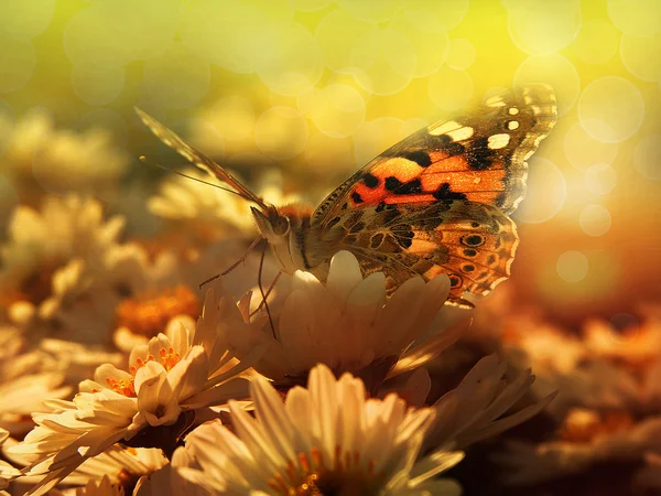 Butterfly in sunset — Stock Photo, Image