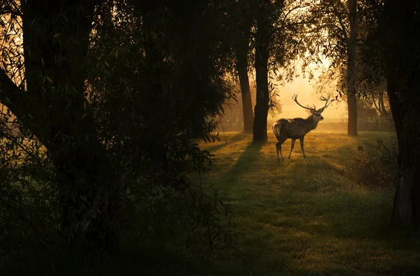 Hermoso ciervo en el bosque con luces increíbles en la mañana de octubre Fotos de stock libres de derechos