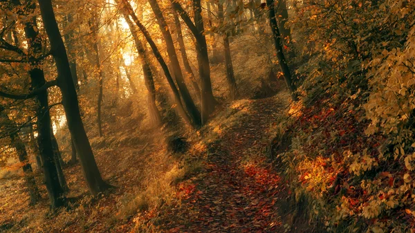 Forêt d'automne au coucher du soleil Photo De Stock