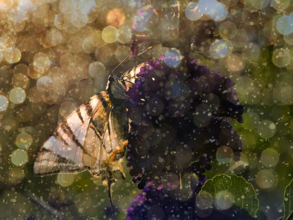 Motyl na purpurowym dzikim kwiecie — Zdjęcie stockowe