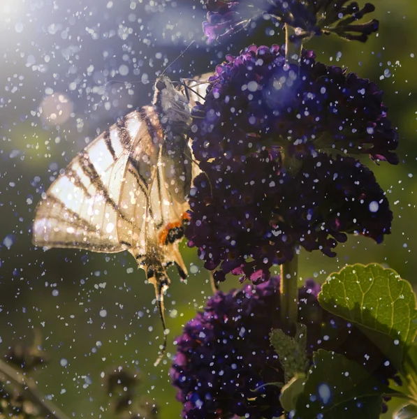 Mor yabani çiçekte kelebek — Stok fotoğraf