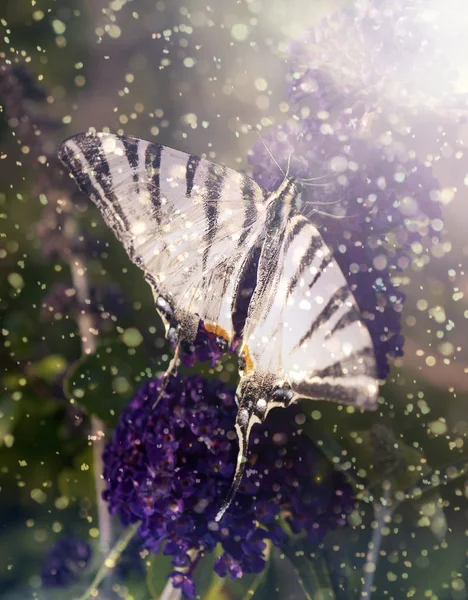 Farfalla su viola fiore selvatico — Foto Stock