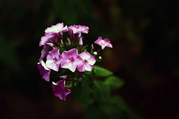 Růžový květ v zahradě v létě — Stock fotografie