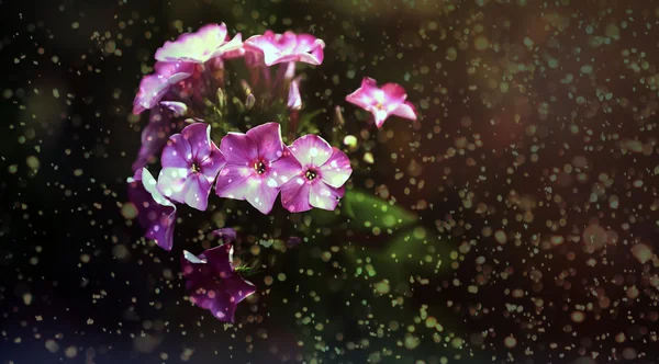 Pink flower in the garden in summer — Stock Photo, Image