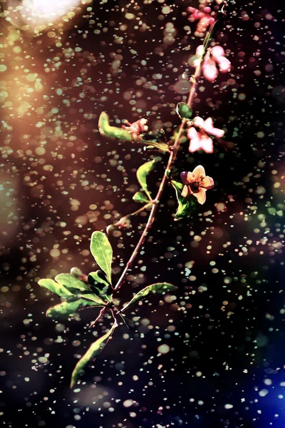 Kwiaty różowe drzewo — Zdjęcie stockowe