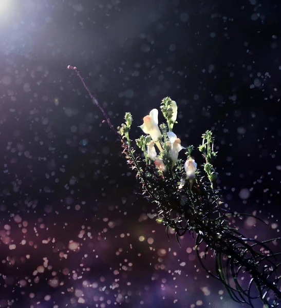 Vintage foto van wild bloem in zonsondergang — Stockfoto