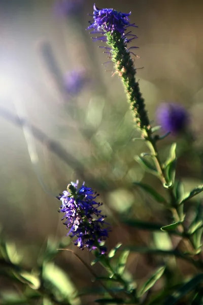 Vintage photo of wild flower in sunset — Stock Photo, Image