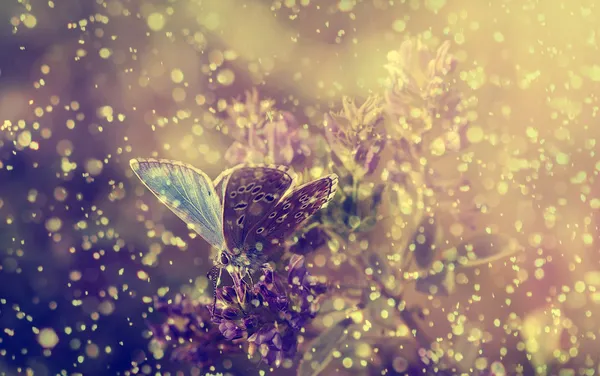 Blue butterfly and purple wild flowers in heavy rain — Stock Photo, Image