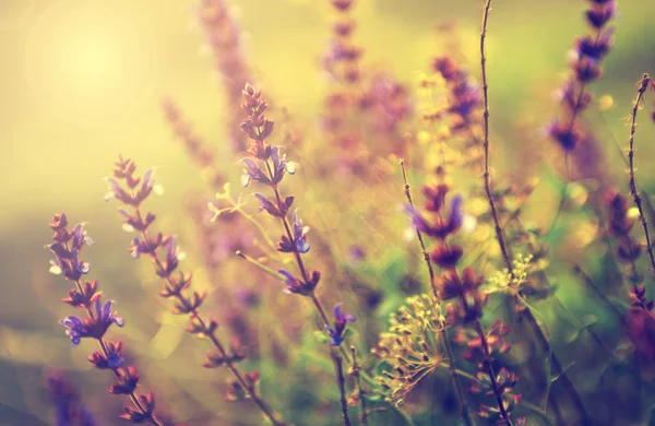 Винтажное фото дикого цветка на закате — стоковое фото