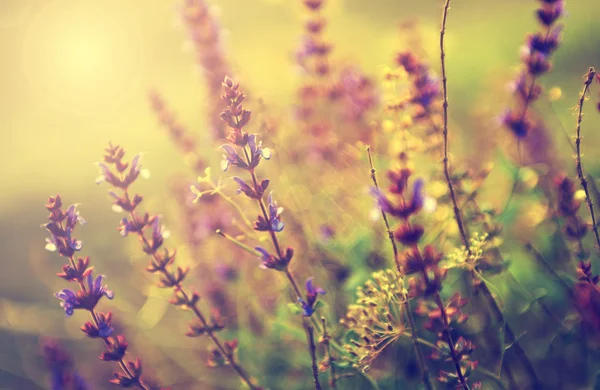 Vintage foto van wild bloem in zonsondergang — Stockfoto