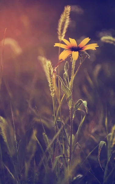Vintage Fotoğraf günbatımı, vahşi çiçek — Stok fotoğraf