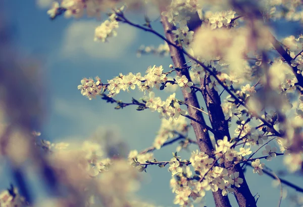 Foto vintage de flores de cerezo con cielo azul — Foto de Stock