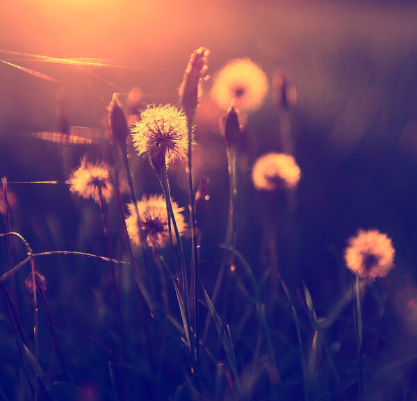 Vintage photo of dandelion field in sunset