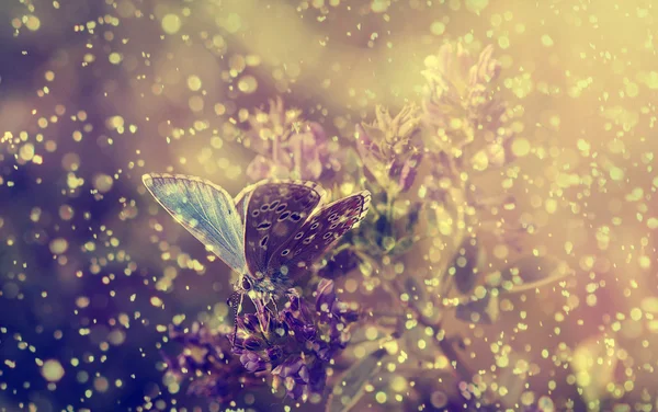 Motyl niebieski i fioletowy dzikich kwiatów w deszczu Obrazy Stockowe bez tantiem