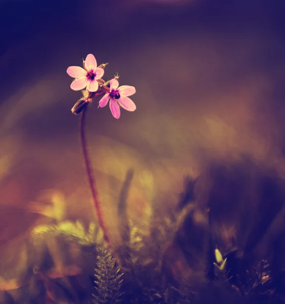 Винтажное фото дикого цветка на закате Стоковая Картинка