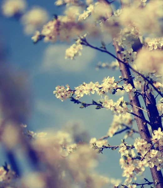 Vintage foto van kersenboom bloemen met blauwe hemel — Stockfoto