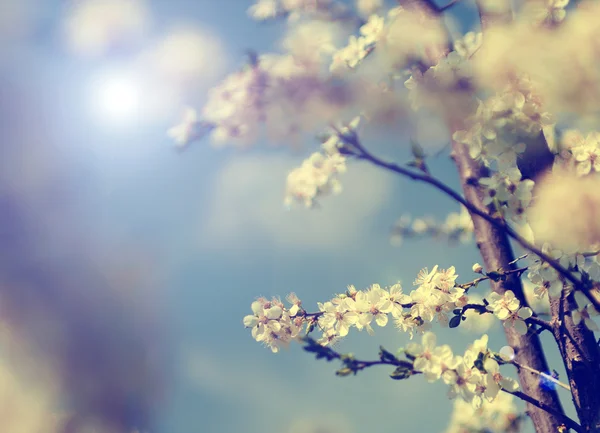 Vintage-Foto von Kirschbaumblüten mit blauem Himmel — Stockfoto