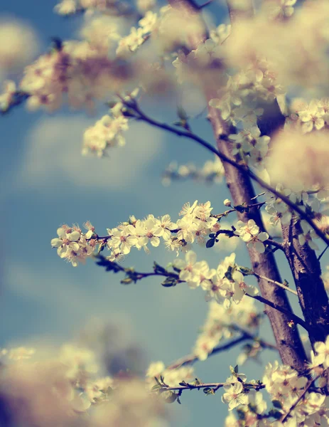 Foto vintage de flores de cerezo con cielo azul —  Fotos de Stock