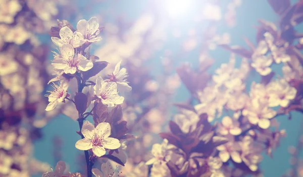 Foto vintage de flores de cerejeira com céu azul — Fotografia de Stock