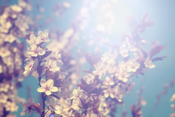 Vintage foto van kersenboom bloemen met blauwe hemel — Stockfoto