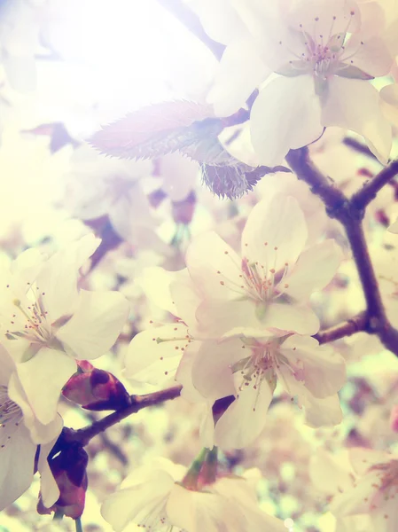 Vintage photo of cherry tree flowers with blue sky — Stock Photo, Image