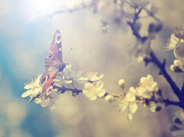 Vintage kelebek ve kiraz ağacı çiçek bahar