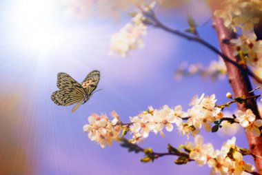 Kelebek ve kiraz ağacı çiçek bahar