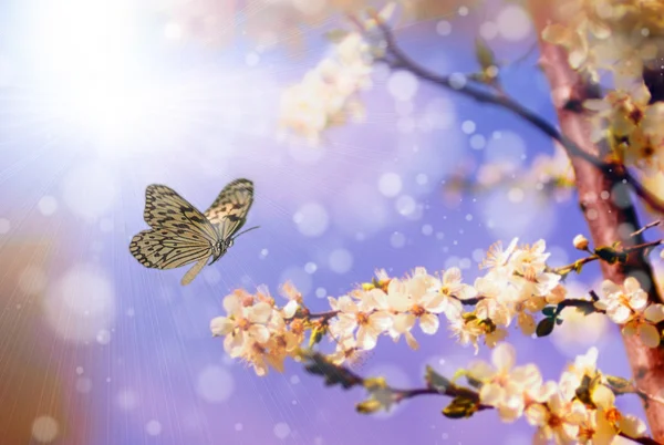 Borboleta e flor de cerejeira na primavera — Fotografia de Stock