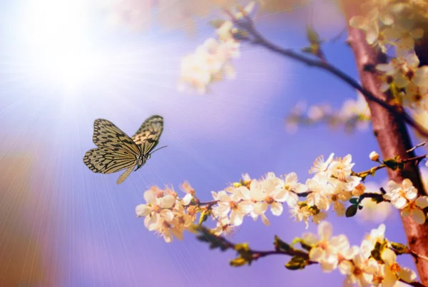 Butterfly and cherry tree flower in spring — Stock Photo, Image