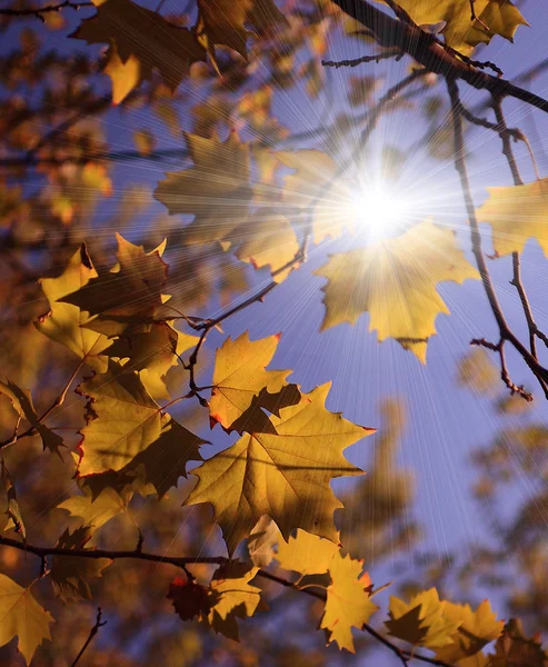 Feuilles d'automne jaunes et ciel bleu — Photo