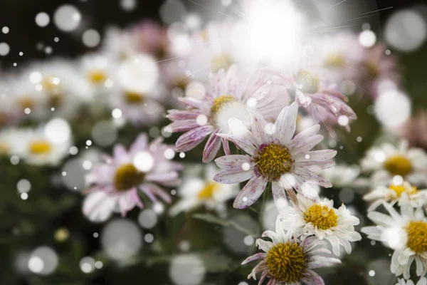 Un sacco di fiori bianchi — Foto Stock