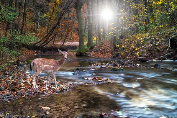 Beau cerf dans la forêt avec rivière — Photo