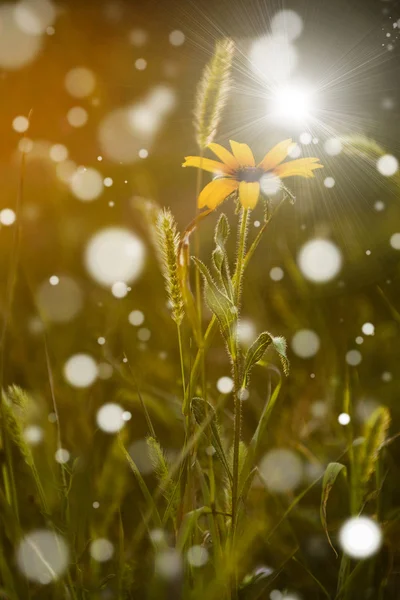 Foto vintage de flor selvagem no por do sol — Fotografia de Stock