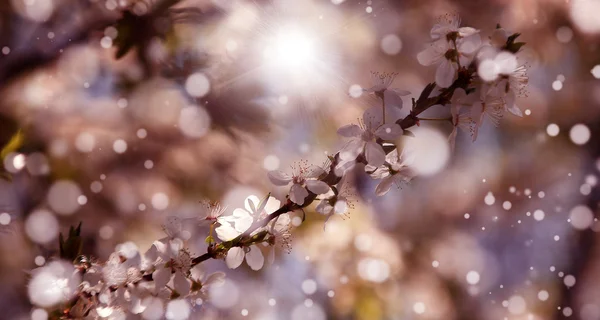 Flor de cerezo — Foto de Stock