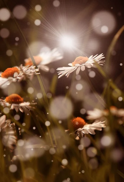 Un sacco di fiori bianchi — Foto Stock