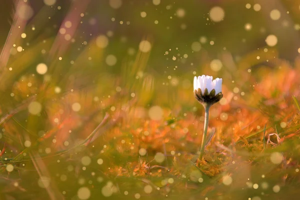 Vintage-Foto von Wildblume im Sonnenuntergang — Stockfoto