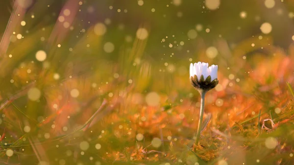 Vintage photo of wild flower in sunset — Stock Photo, Image