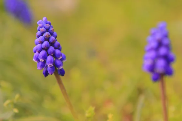 Schöne lila Wildblumen — Stockfoto
