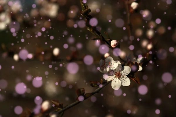 Cherry blossom — Stock Photo, Image