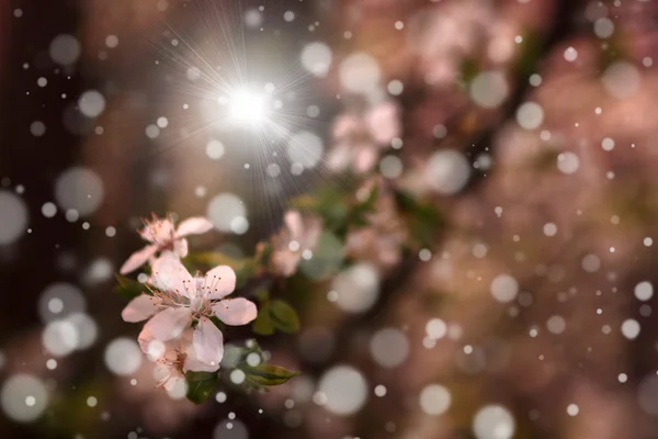 Flor de cerezo — Foto de Stock