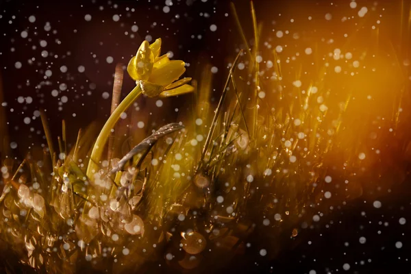 Вінтажні фотографії дикої квітки на заході сонця — стокове фото