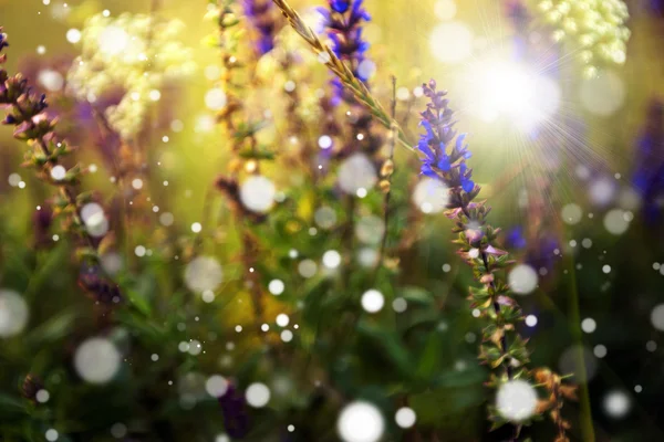 美しい紫色の野生の花 — ストック写真